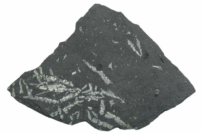 Fossil Graptolite (Didymograptus) Cluster - Wales #353840